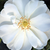 Wit - Bodembedekkende rozen - White Flower Carpet